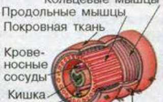 Таблица по биологии 7 класс паразитические плоские черви 7 класс