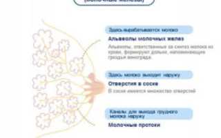 Соски на первых неделях беременности