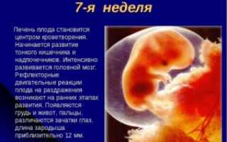 Беременность 6 7 недель развитие плода и ощущения