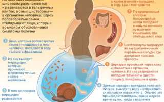 Кишечный шистосомоз окончательный хозяин