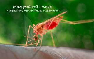 Малярию у человека вызывает представитель класса