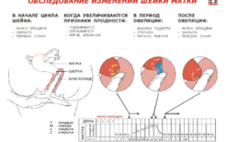 Твердая или мягкая матка при беременности