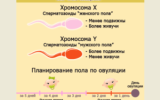 Можно ли забеременеть в день овуляции с первого раза
