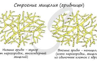 Бледная поганка относится к группе грибы паразиты