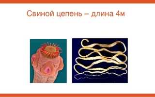 Капсулы билайт содержал ли яйца глистов