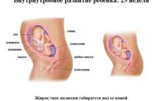 Как ребенок лежит в животе на 25 неделе беременности фото