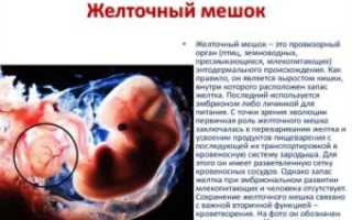 Желточный мешочек при беременности отсутствует