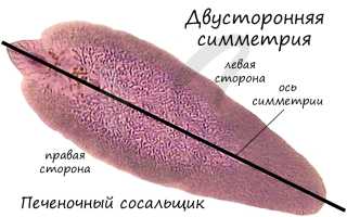 Происхождение ресничных сосальщиков и ленточных червей