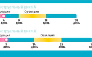 Сколько проходит дней между месячными